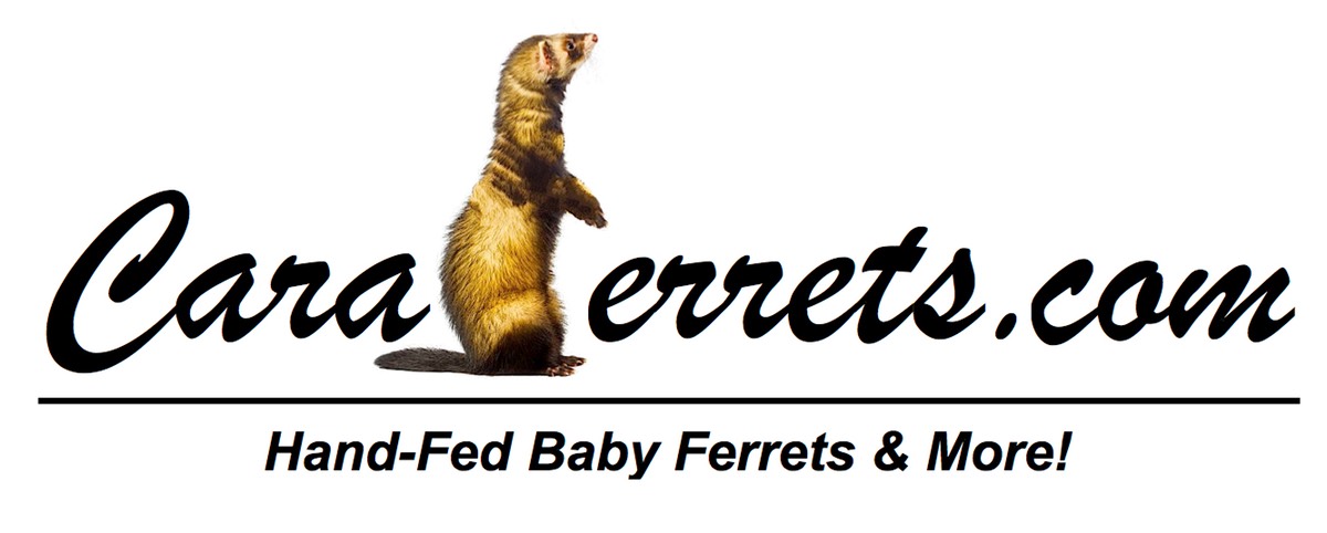 CaraFerrets2