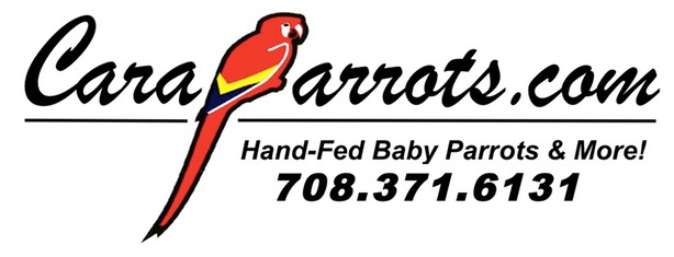     CaraParrots Updated Logo 2012 cropped