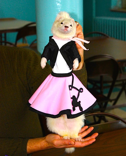 doo_wop_ferret