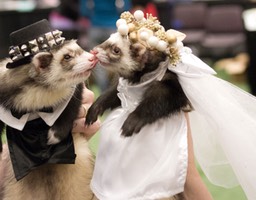 Ferret_wedding_-_Photo_credit-___Brian_Pettepiece_OlyDog__Studios