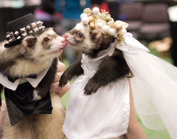 Ferret_wedding_-_Photo_credit-___Brian_Pettepiece_OlyDog__Studios