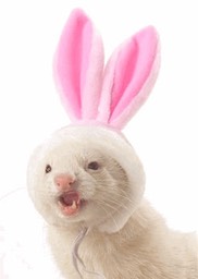 ferretrabbit