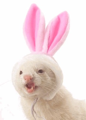 ferretrabbit